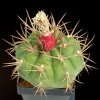 Gymnocalycium_eurypleurum